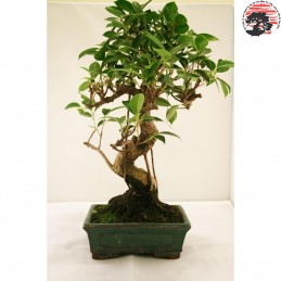 Cinta de injertar para bonsai